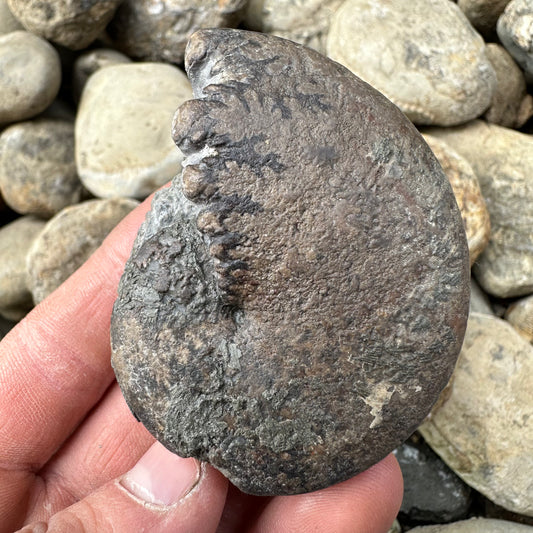 Phylloceras ammonite fossil - Whitby, North Yorkshire Jurassic Coast, Yorkshire fossils