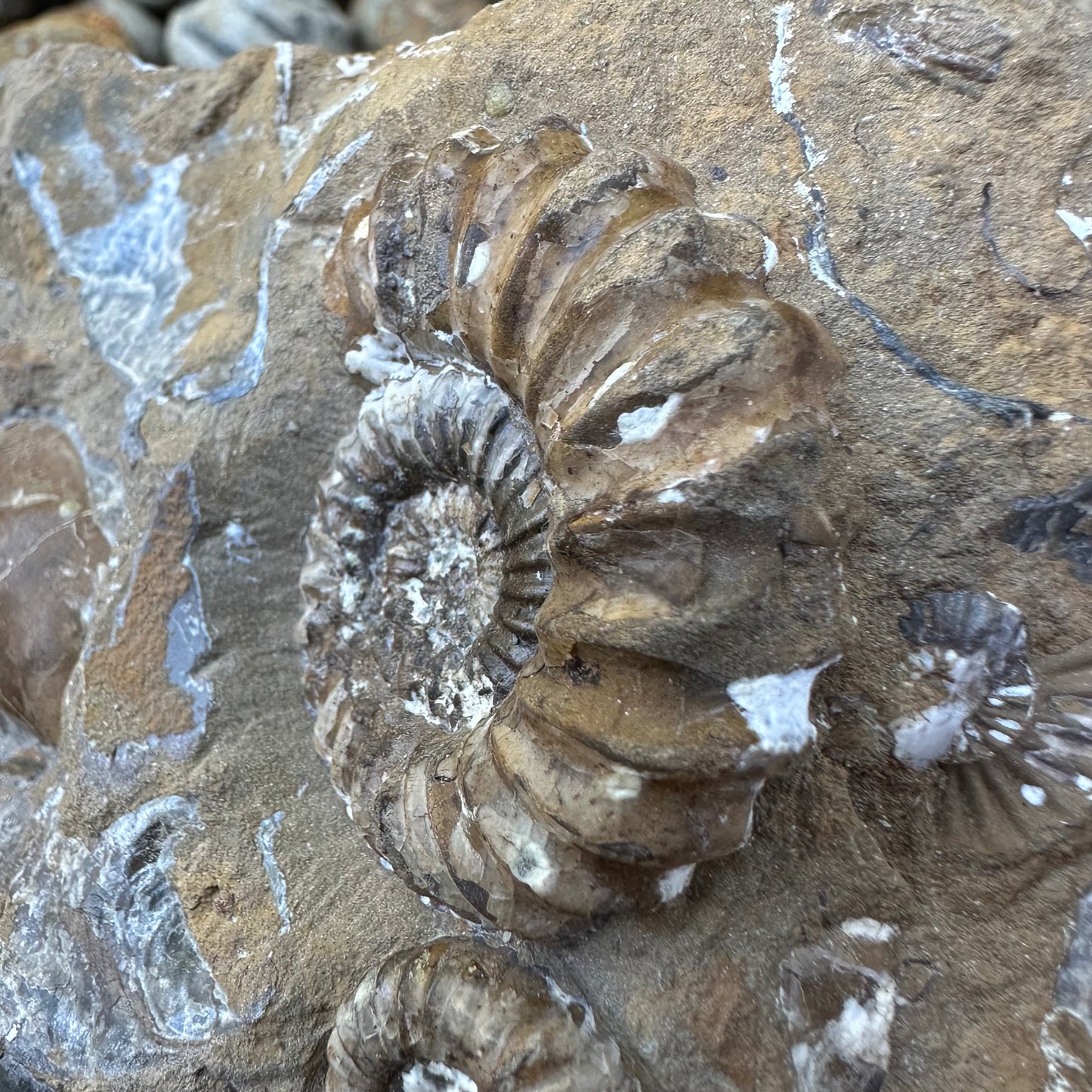 Androgynoceras Capricornus ammonite fossil - Whitby, North Yorkshire