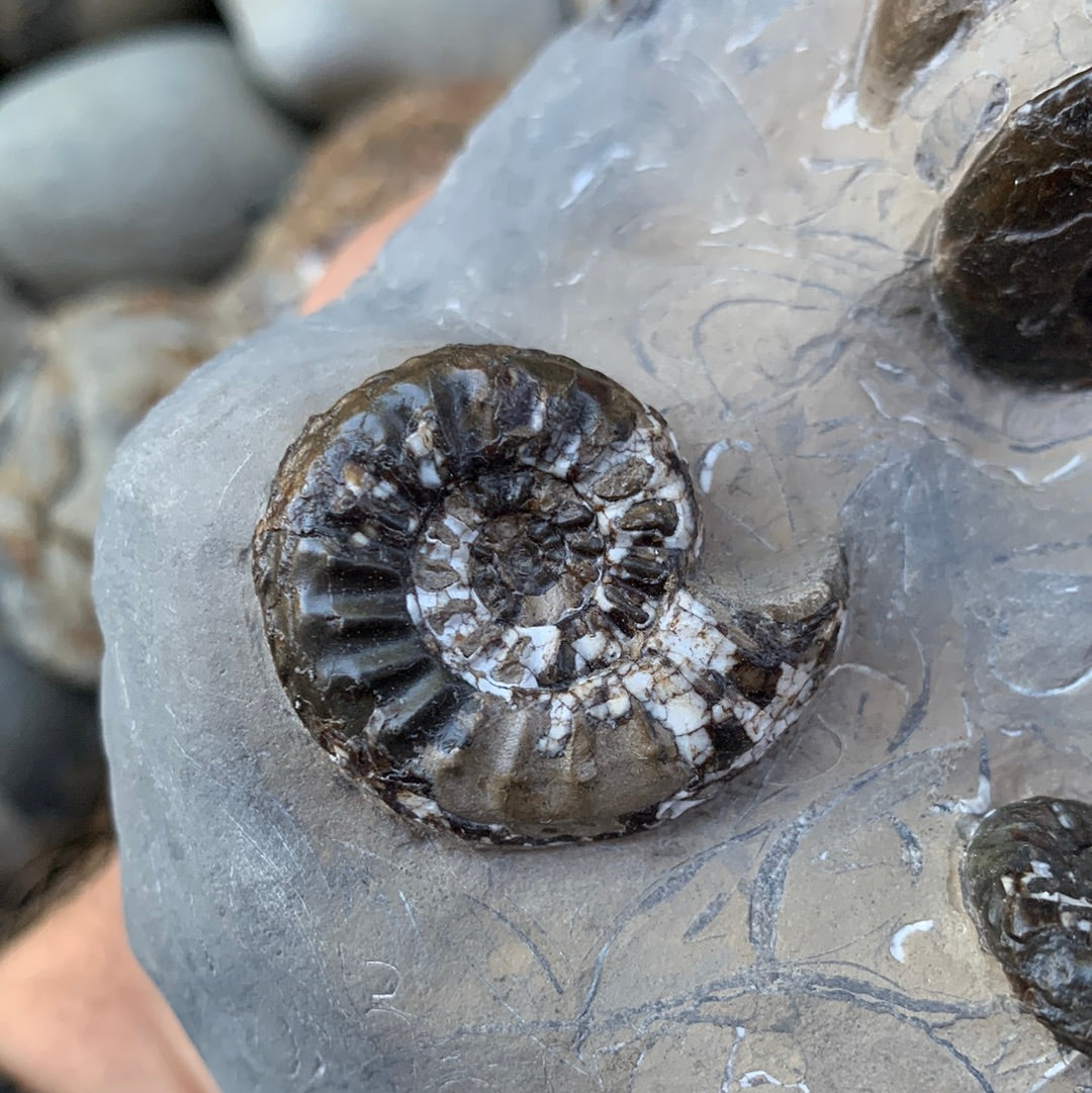 Amaltheus subnodosus ammonite fossil - Whitby, North Yorkshire
