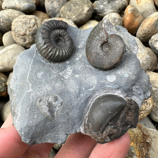 Catacoeloceras / pseudolioceras boulbiense ammonite fossil - Whitby, North Yorkshire Jurassic Coast, Yorkshire Fossils