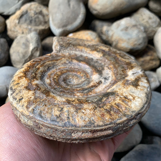 Hildoceras Bifrons ammonite fossil - Whitby, North Yorkshire Jurassic Coast