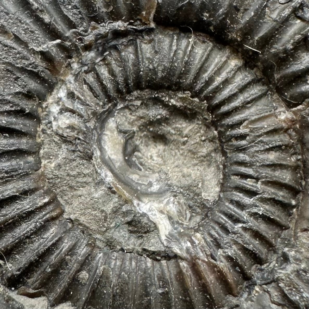 Dactylioceras Ammonite Fossil With Box And Stand - Whitby, North Yorkshire Jurassic Coast Yorkshire Fossils