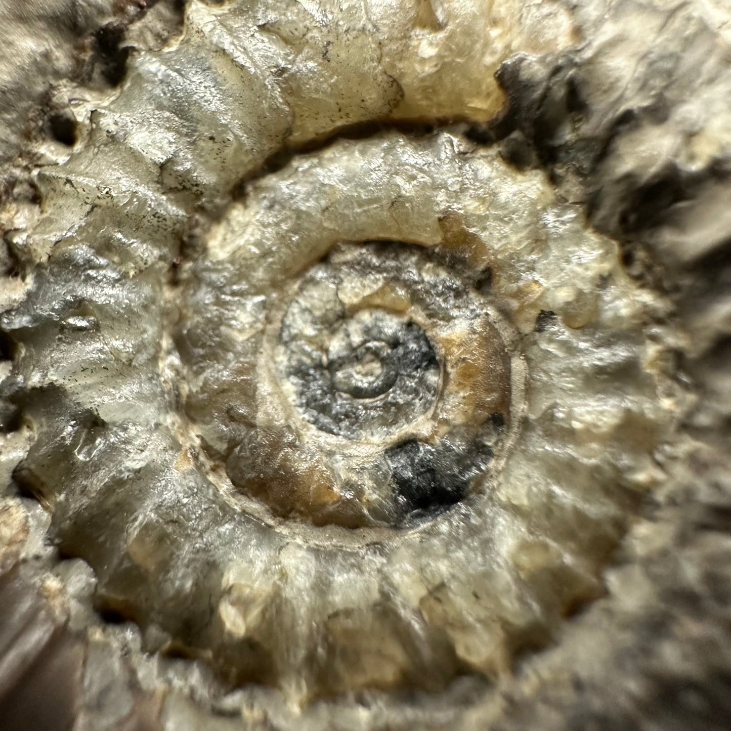 Arnioceras ammonite shell fossil - Whitby, North Yorkshire Jurassic Coast Yorkshire Fossils