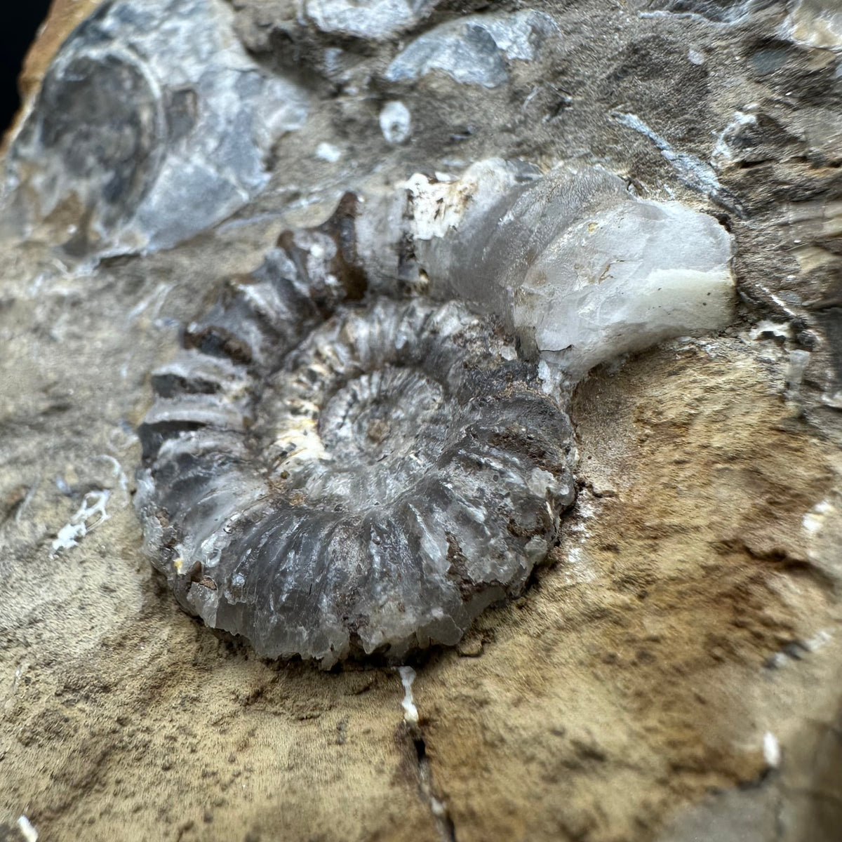 Androgynoceras capricornus Ammonite Fossil With Stand - Whitby, North Yorkshire Jurassic Coast Yorkshire Fossils
