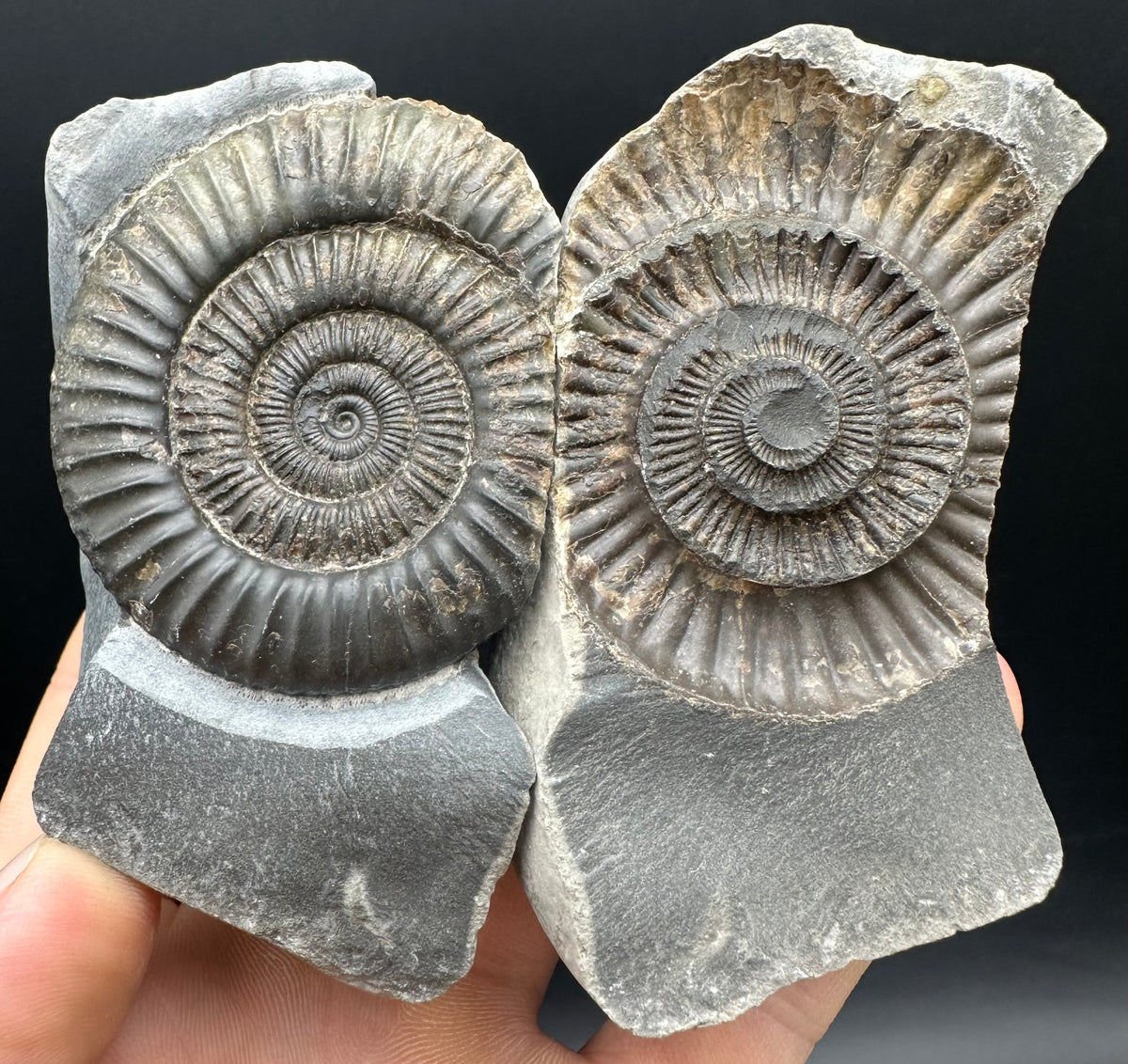 Dactylioceras Ammonite nodule (split pair) Fossil With Box And Stand - Whitby, North Yorkshire Jurassic Coast Yorkshire Fossils