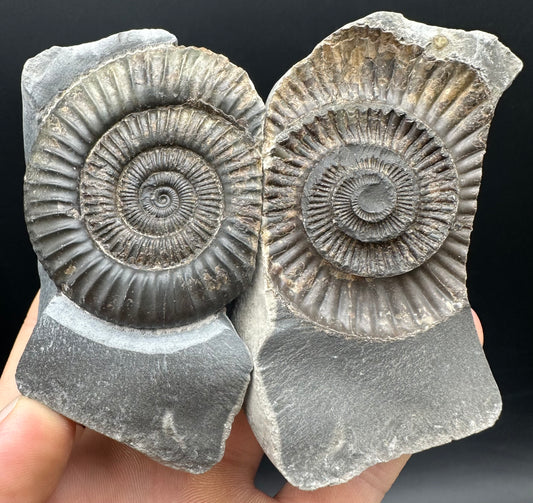 Dactylioceras Ammonite nodule (split pair) Fossil With Box And Stand - Whitby, North Yorkshire Jurassic Coast Yorkshire Fossils