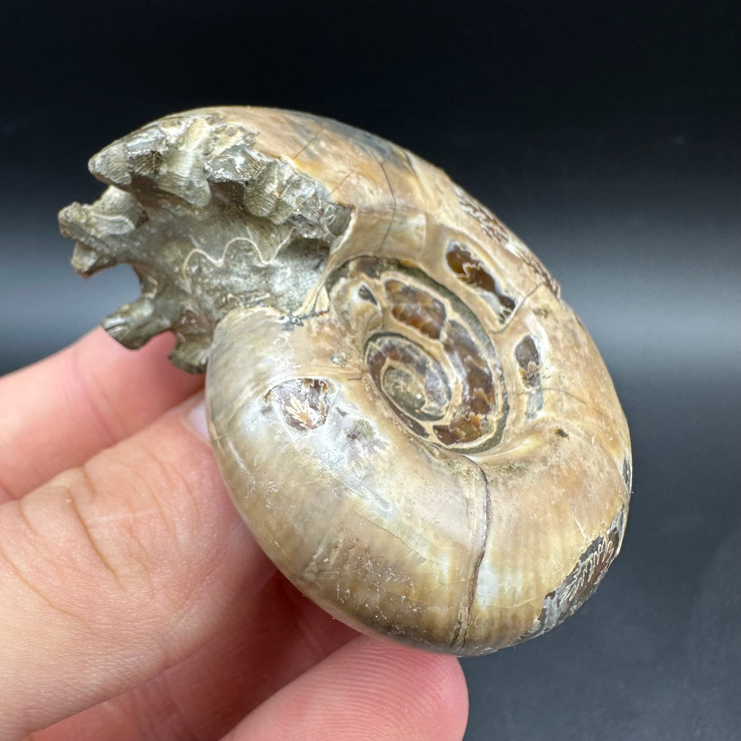Puzosia Ammonite Fossil With Box And Stand - Cretaceous Ammonite Madagascar