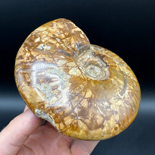 Cleoniceras Ammonite Fossil With Stand - Cretaceous Ammonite Madagascar