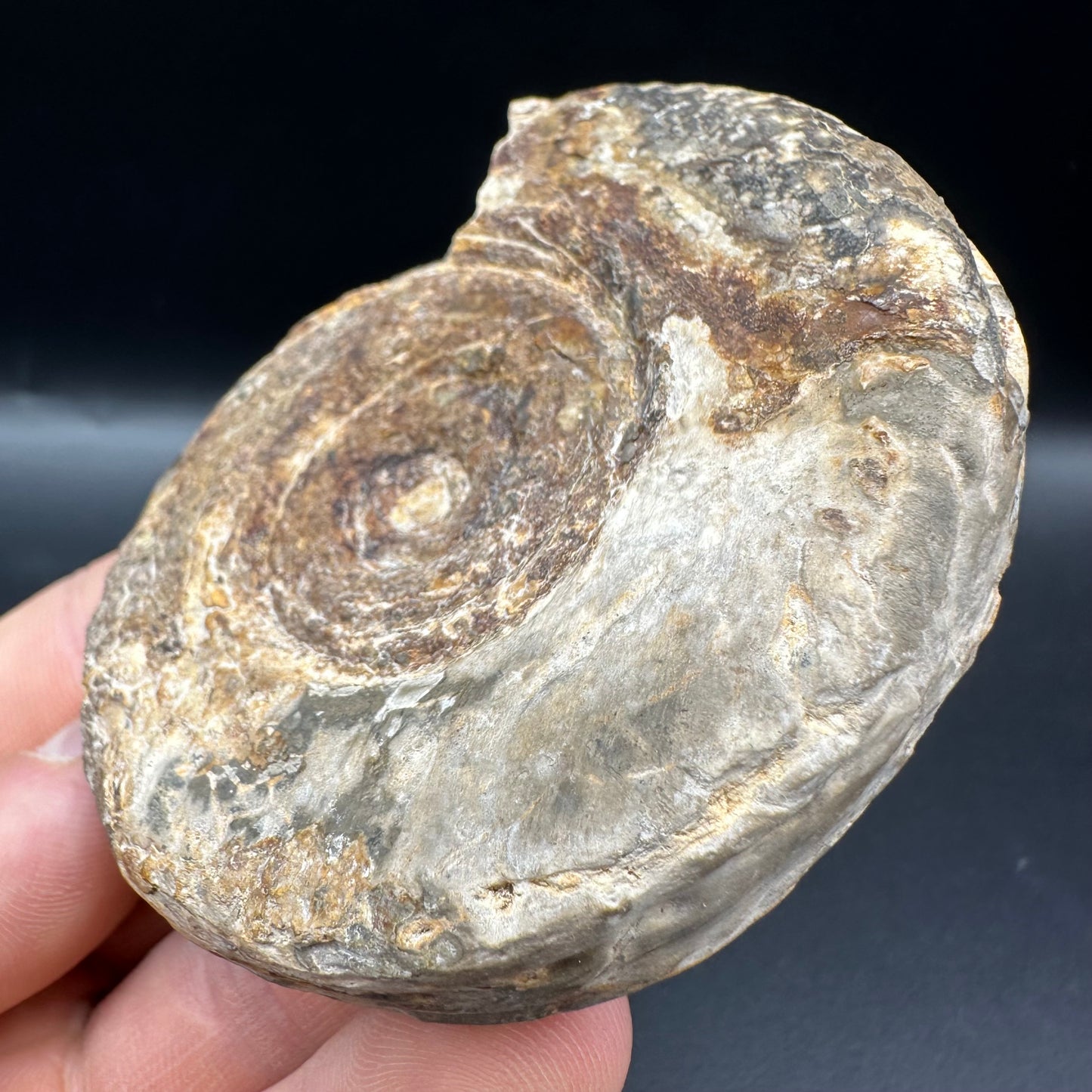 Hildoceras Bifrons Ammonite fossil with box and stand - Whitby, North Yorkshire Jurassic Coast, Yorkshire Fossils from the Jurassic Coast