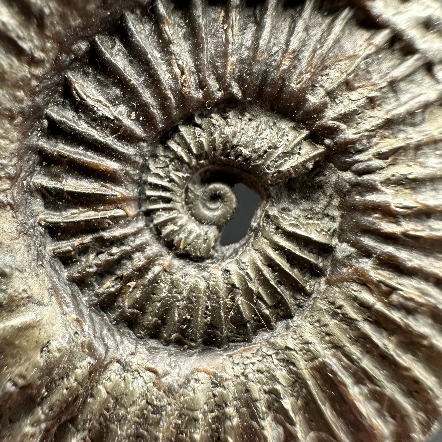 Schlothemia sp. ammonite fossil with tin and stand - Whitby, North Yorkshire Jurassic Coast, Yorkshire fossils