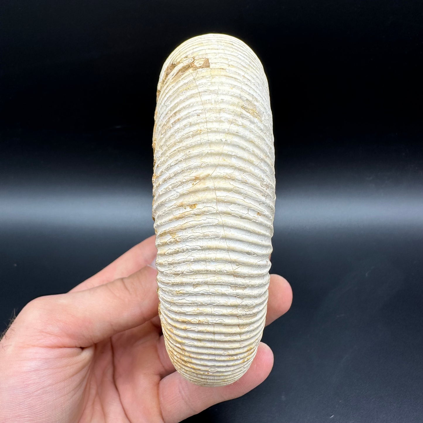 Dichotomosphinctes Ammonite Fossil With Stand - Middle Jurassic Ammonite Madagascar