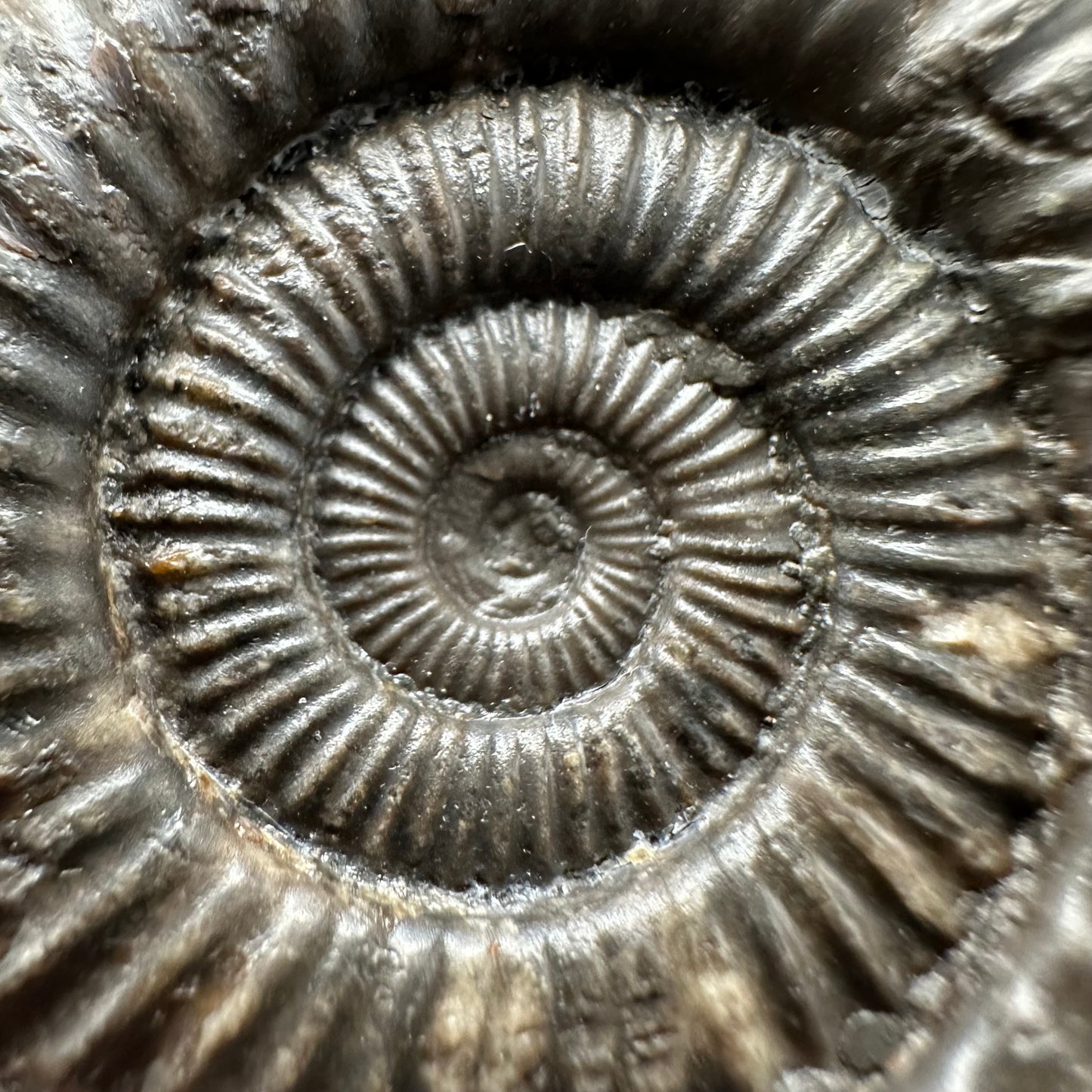 Dactylioceras Ammonite Fossil Gift Set - Whitby, North Yorkshire Jurassic Coast Yorkshire Fossils
