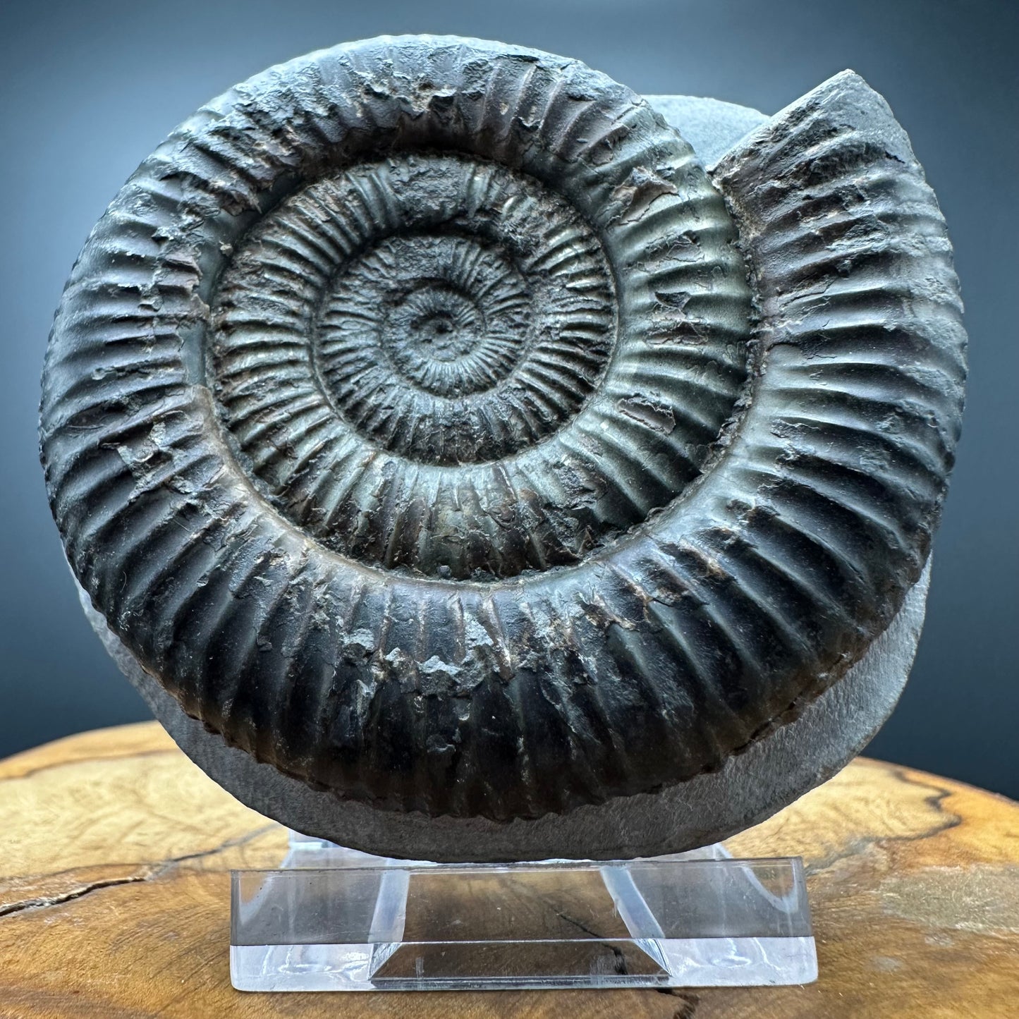 Dactylioceras Ammonite Fossil With box and Stand - Whitby, North Yorkshire Jurassic Coast Yorkshire Fossils