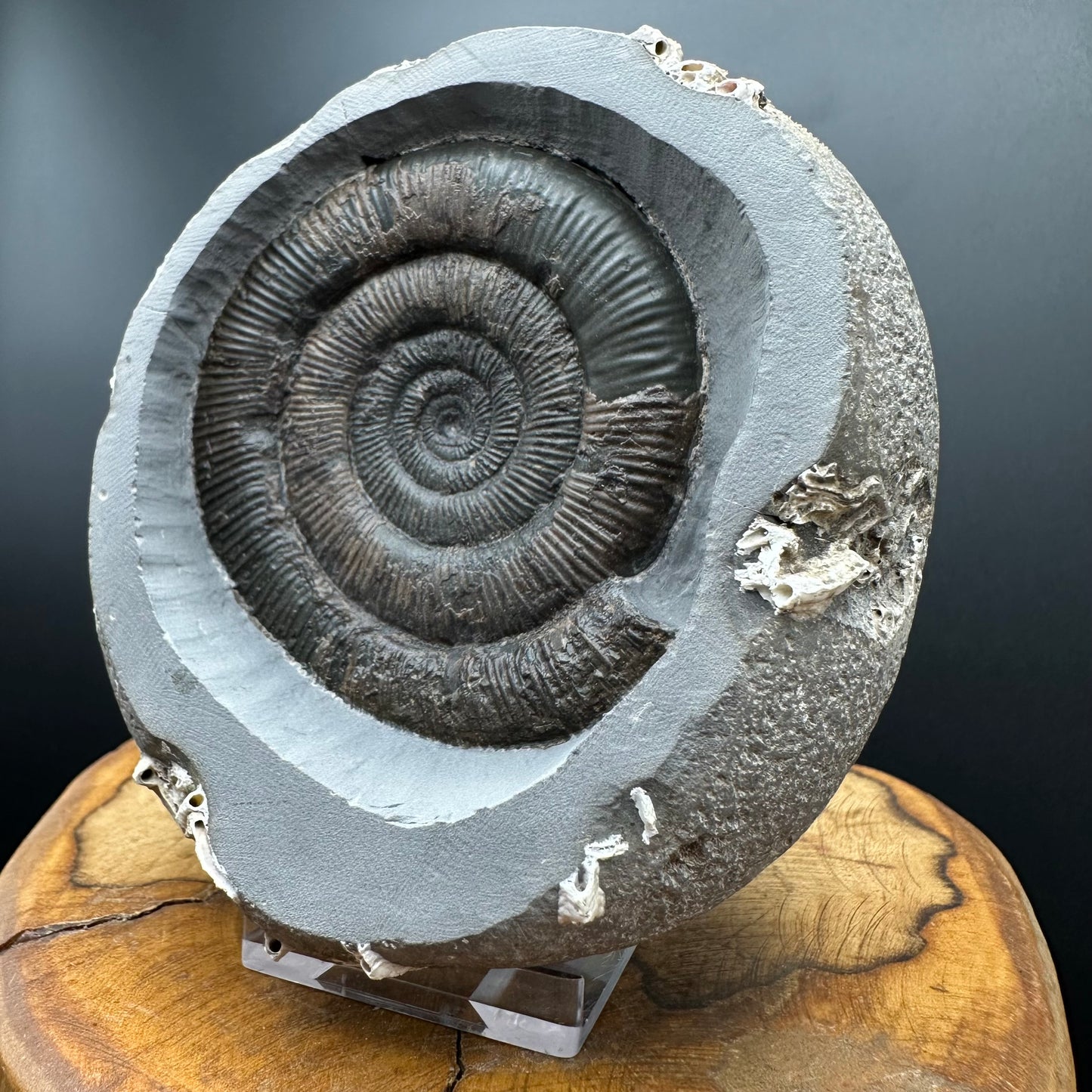 Dactylioceras tenuicostatum Ammonite fossil with box and stand - Whitby, North Yorkshire Jurassic Coast