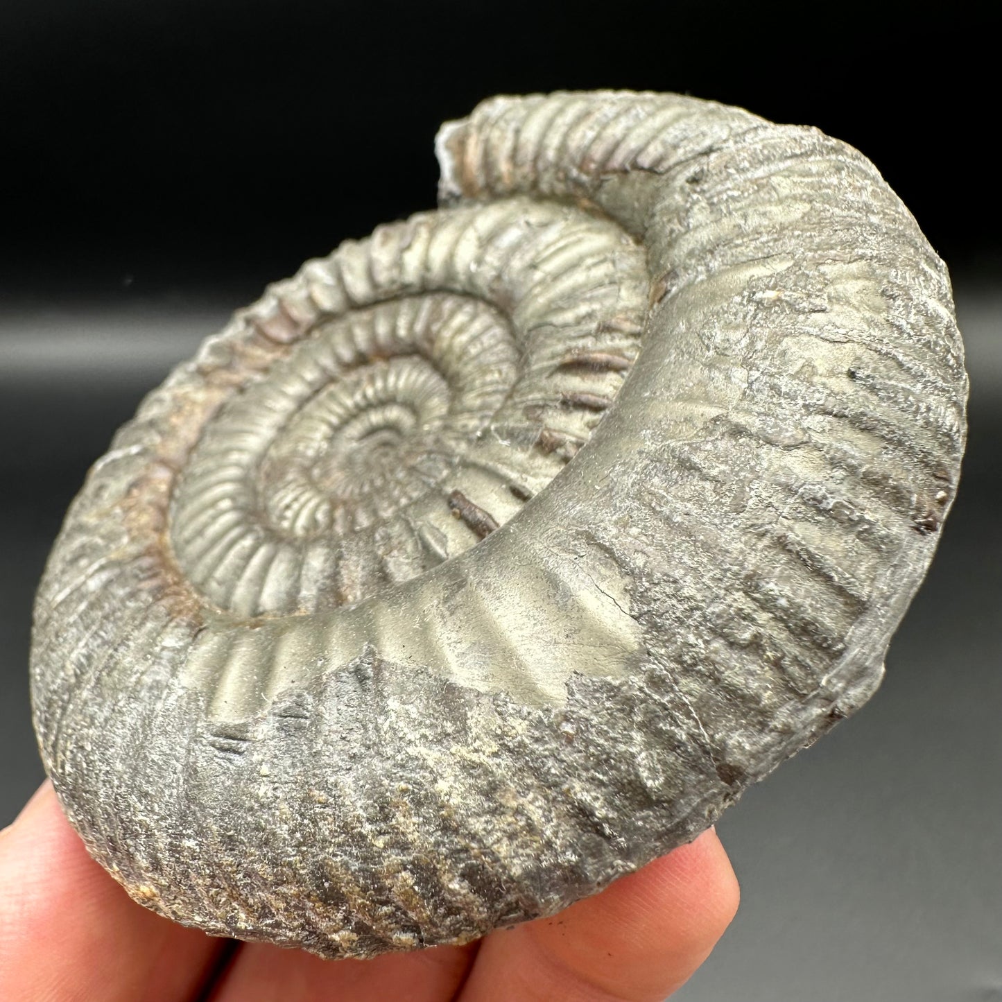 Catacoeloceras Sp. ammonite fossil with box and stand- Whitby, North Yorkshire Jurassic Coast Yorkshire Fossils