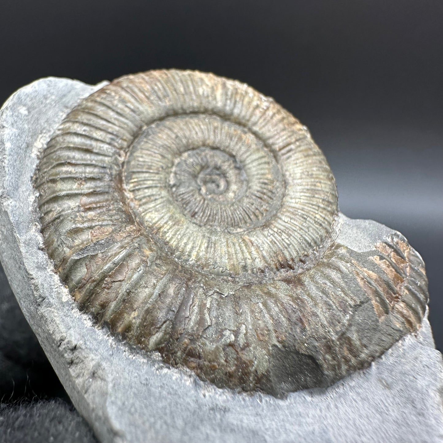 Dactylioceras Ammonite Fossil With Box And Stand - Whitby, North Yorkshire Jurassic Coast Yorkshire Fossils