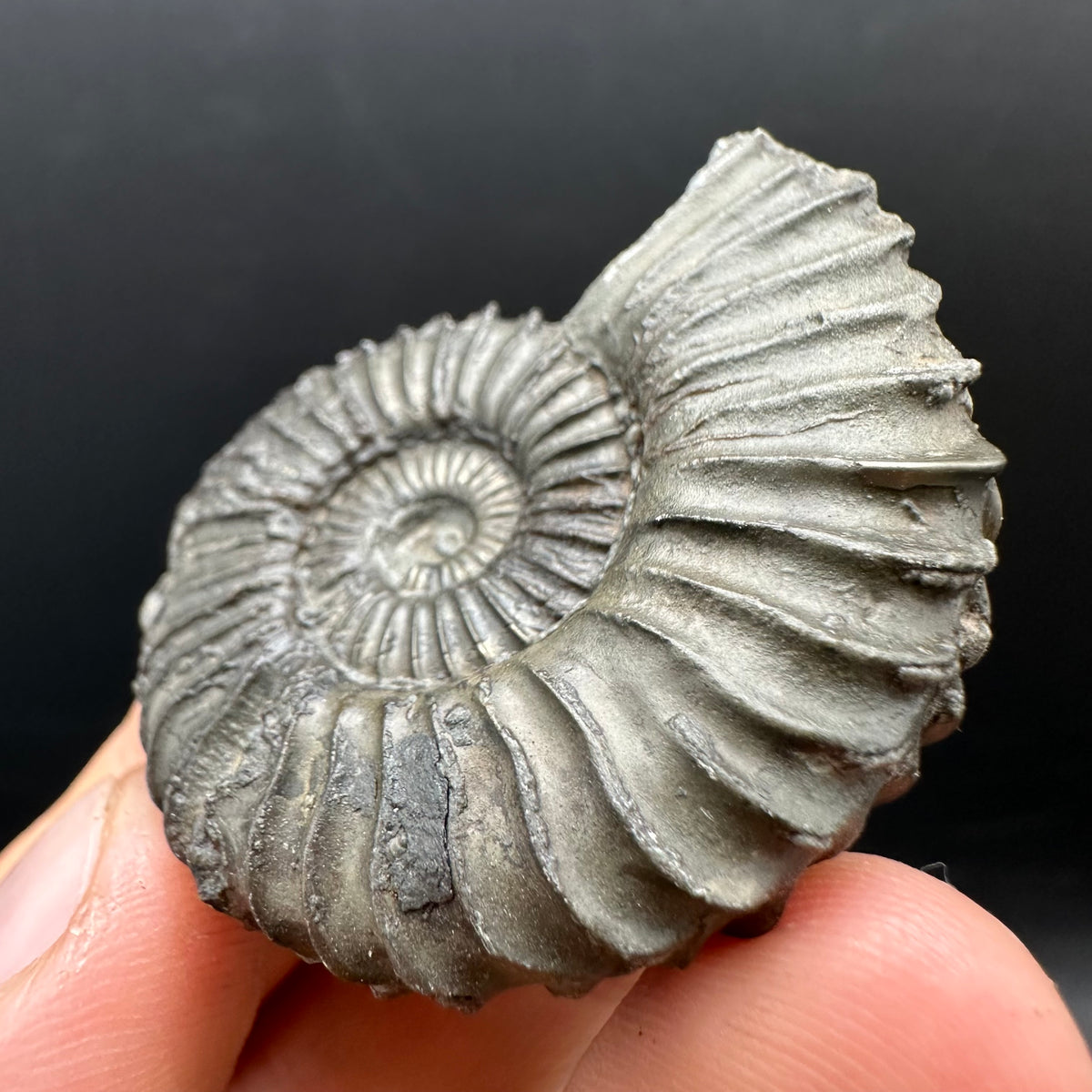 Schlothemia sp. ammonite fossil with box and stand - Whitby, North Yorkshire Jurassic Coast, Yorkshire fossils