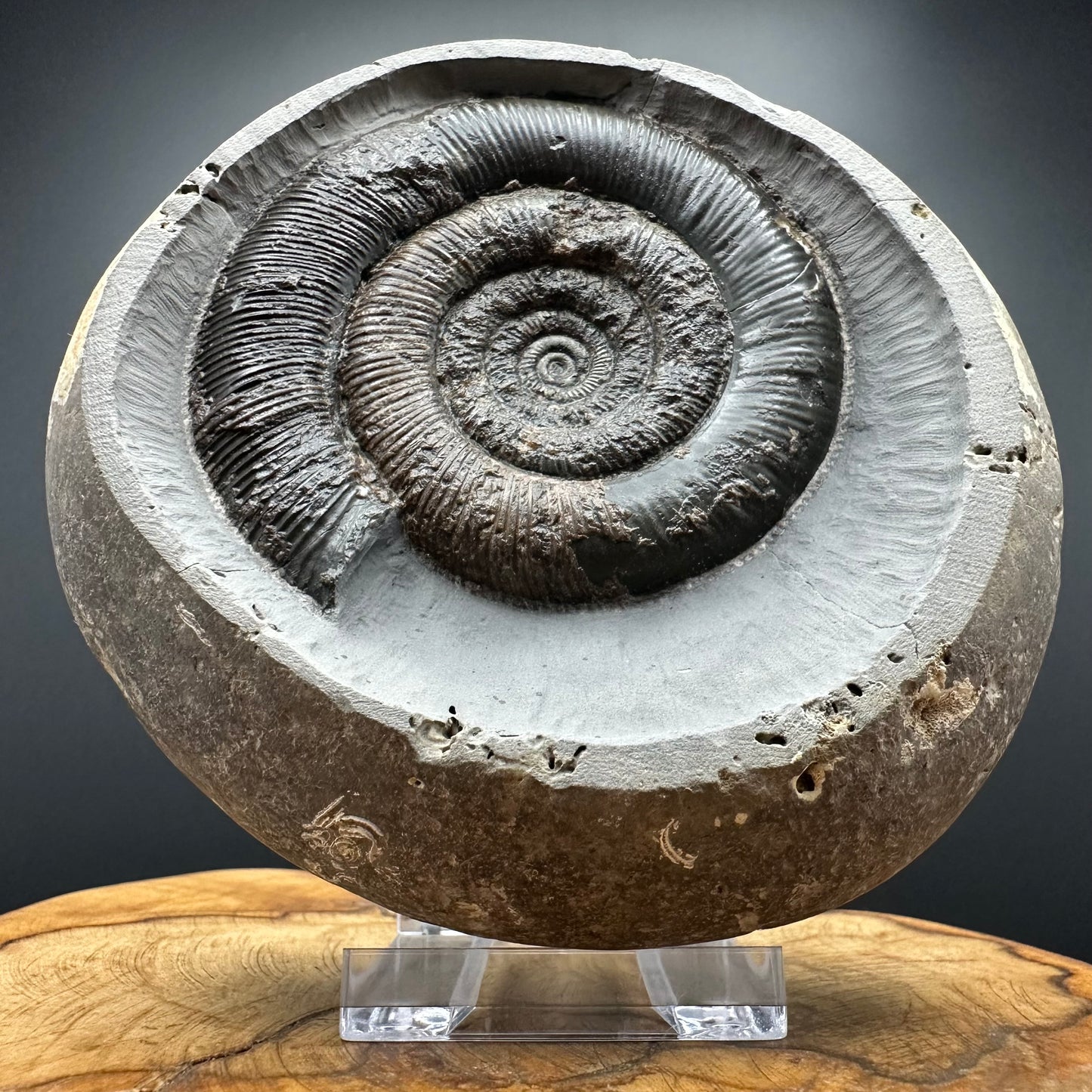 Dactylioceras tenuicostatum Ammonite fossil with box and stand - Whitby, North Yorkshire Jurassic Coast