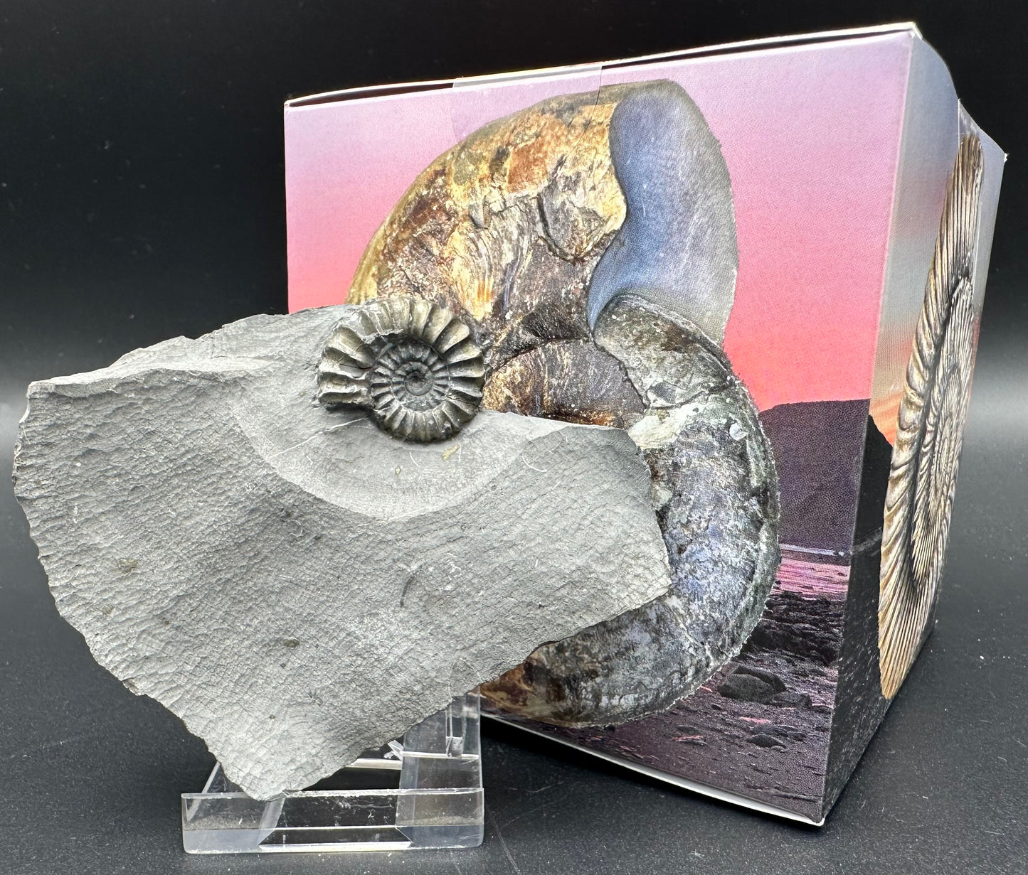 Promicroceras ammonite shell fossil with box and stand - Whitby, North Yorkshire Jurassic Coast Yorkshire Fossils