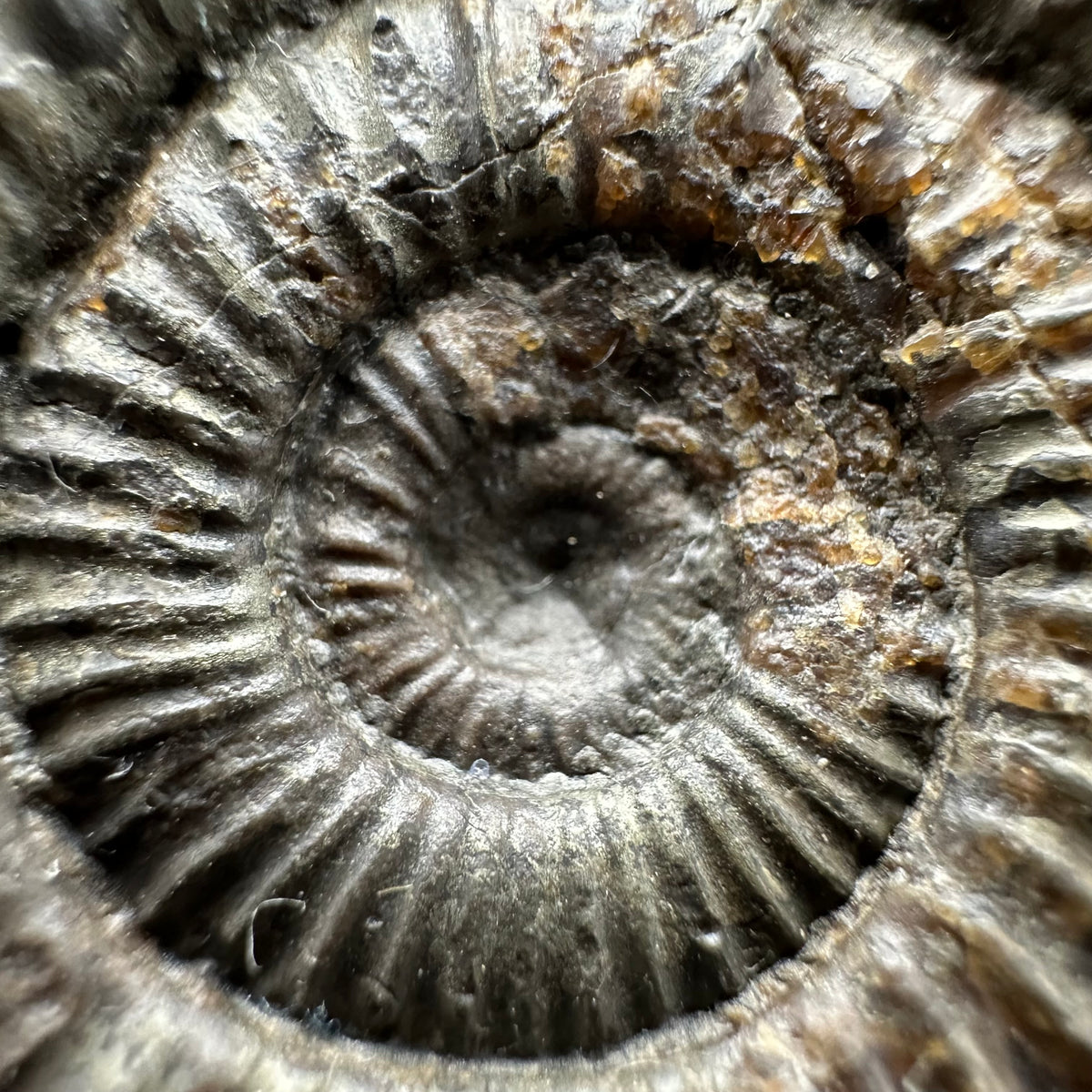 Dactylioceras Ammonite Fossil With box and Stand - Whitby, North Yorkshire Jurassic Coast Yorkshire Fossils