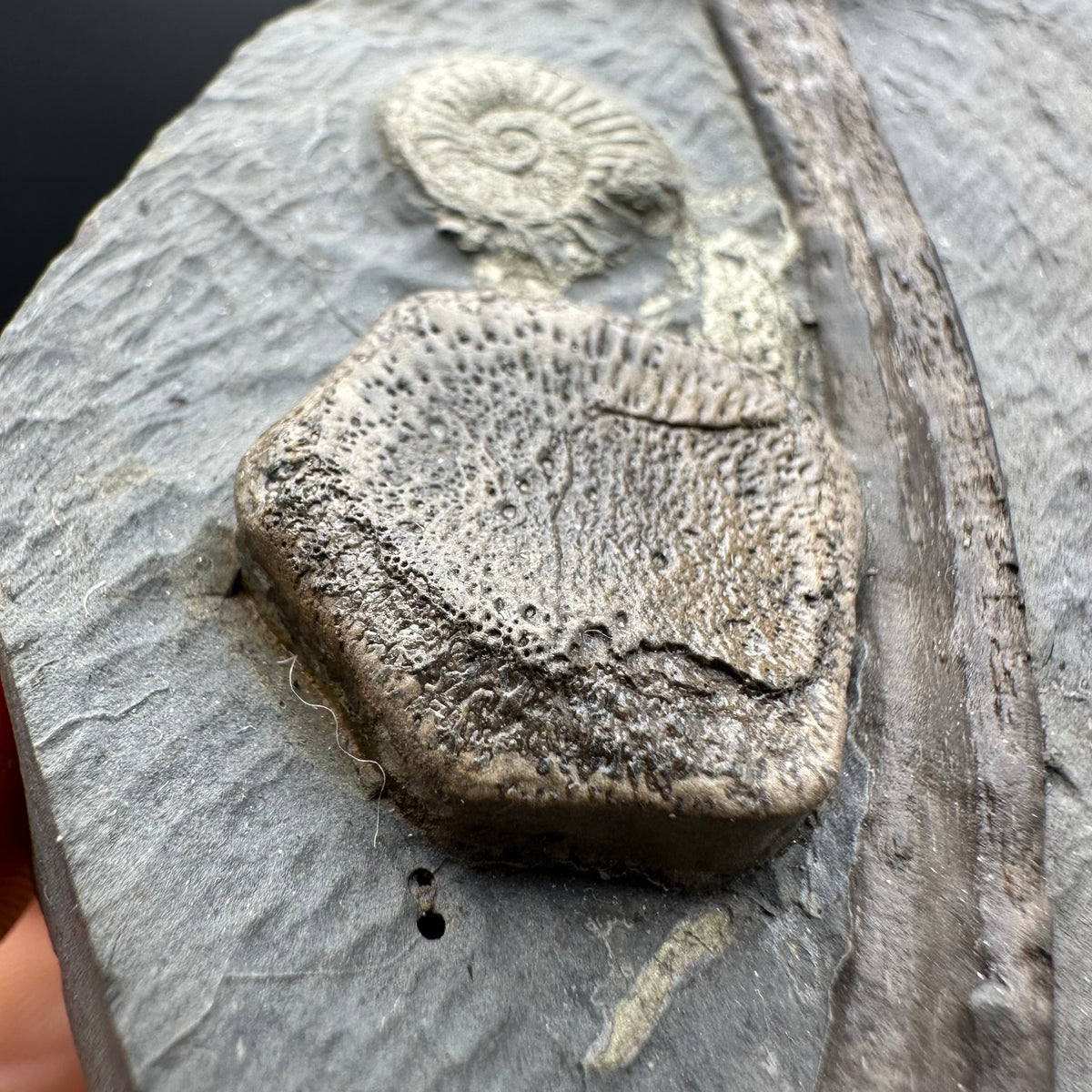 Ichthyosaur Vertebrae fossil / ribs with box and stand - Whitby, North Yorkshire Jurassic Coast, Yorkshire fossils found on the Jurassic Coast