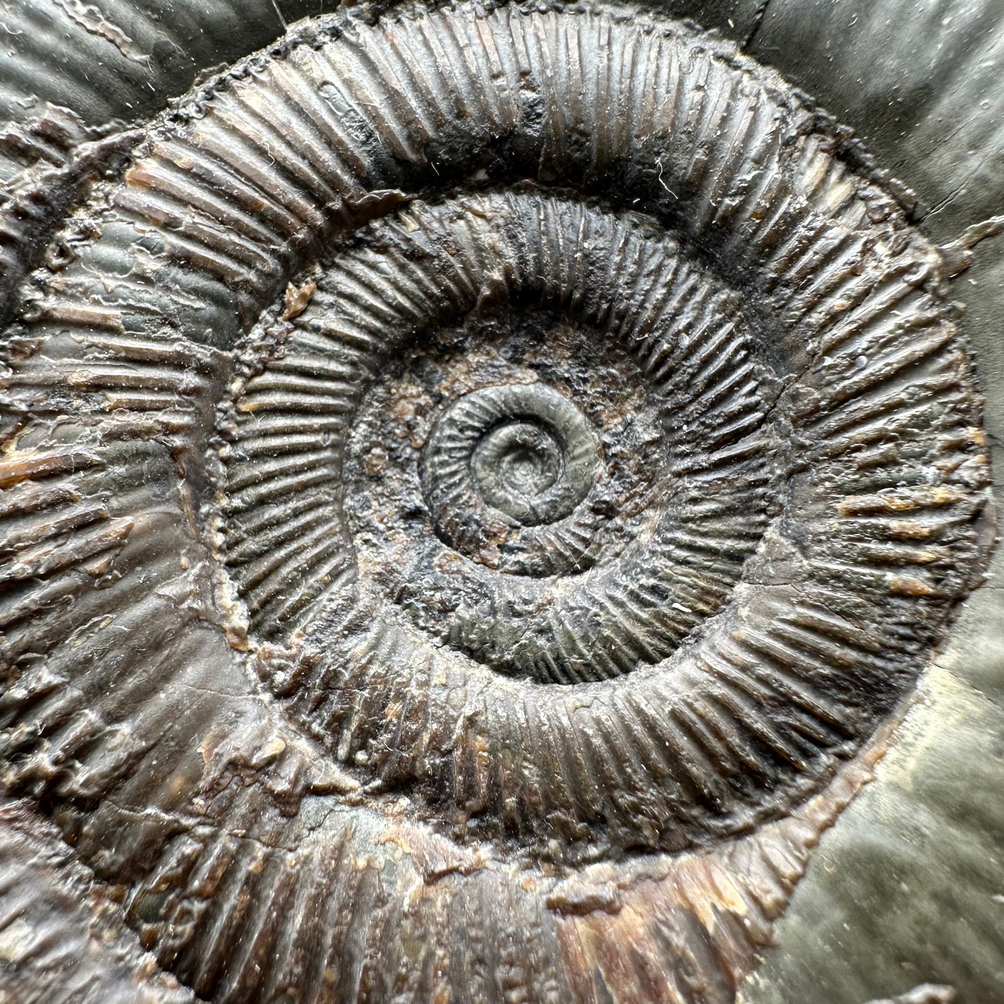 Dactylioceras tenuicostatum ammonite fossil - Whitby, North Yorkshire Jurassic Coast