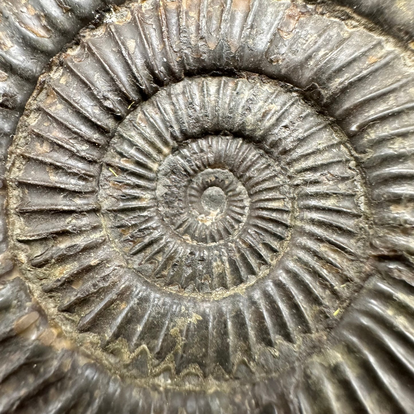 Dactylioceras Ammonite Fossil With Box And Stand - Whitby, North Yorkshire Jurassic Coast Yorkshire Fossils