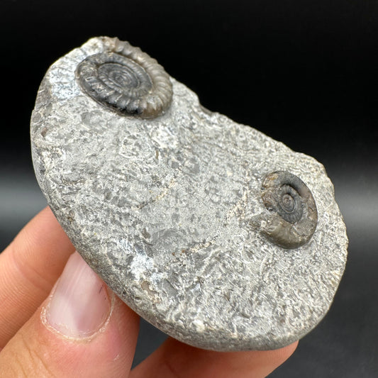 Arnioceras ammonite shell fossil with box and stand - Whitby, North Yorkshire Jurassic Coast Yorkshire Fossils