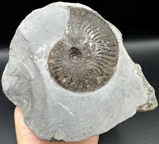 Pseudolioceras lythense Ammonite fossil - Whitby, North Yorkshire, Yorkshire Fossils on the Jurassic Coast