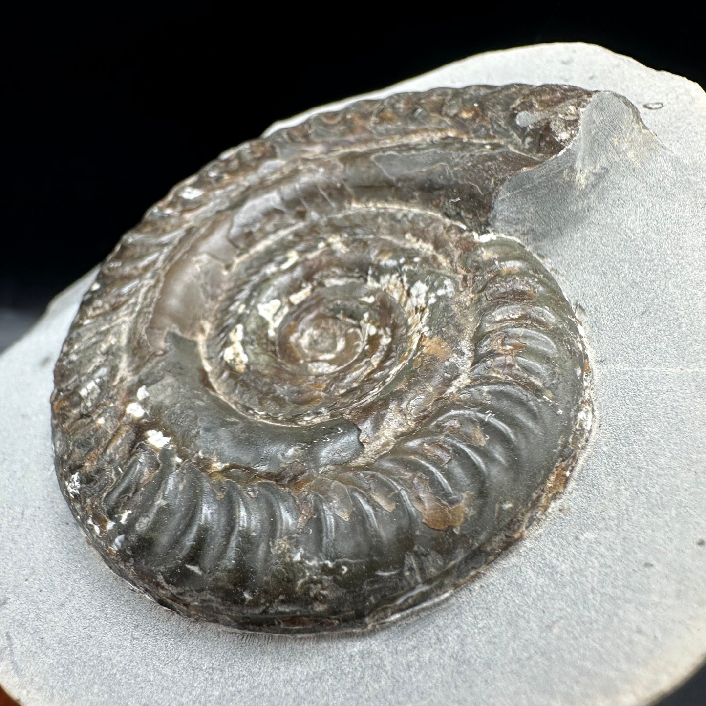 Hildoceras Bifrons Ammonite fossil with box and stand - Whitby, North Yorkshire Jurassic Coast, Yorkshire Fossils from the Jurassic Coast