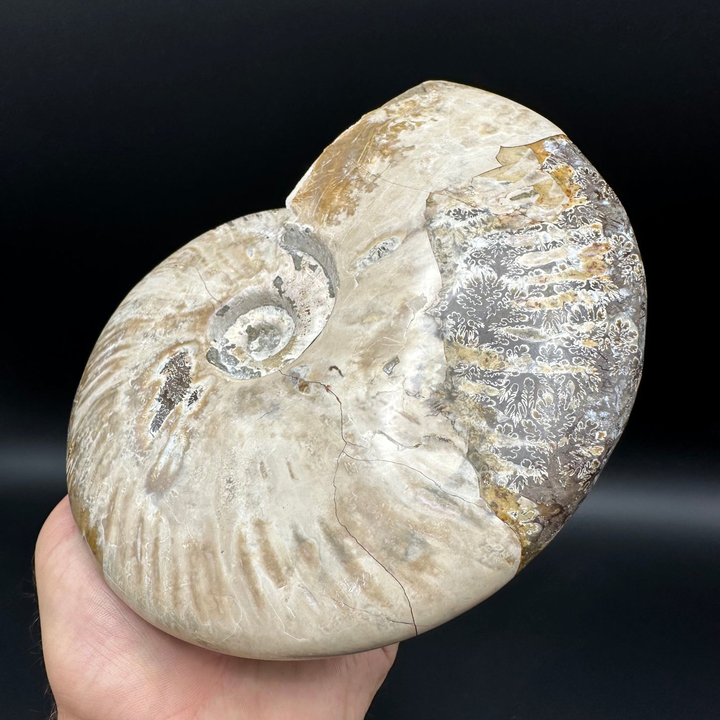 Cleoniceras Ammonite Fossil With Stand - Cretaceous Ammonite Madagascar