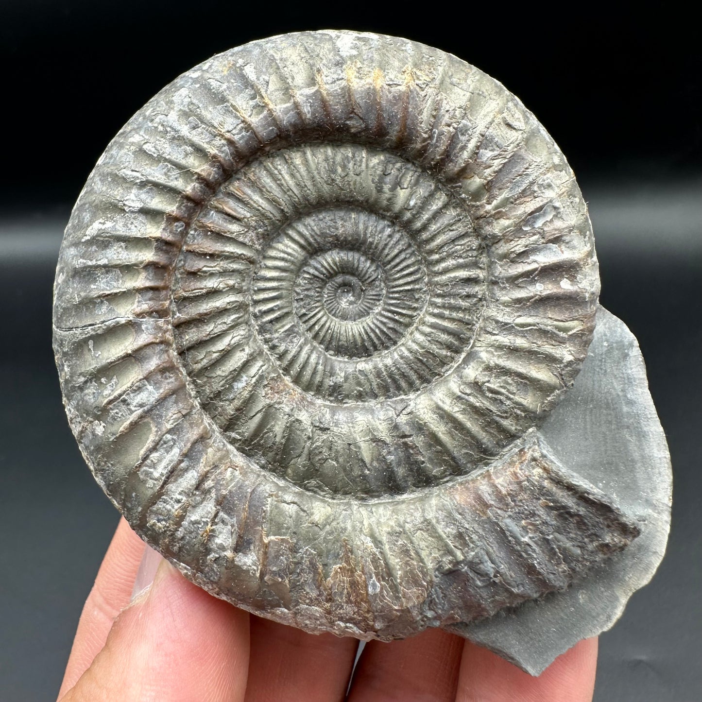 Dactylioceras Ammonite Fossil With Box And Stand - Whitby, North Yorkshire Jurassic Coast Yorkshire Fossils