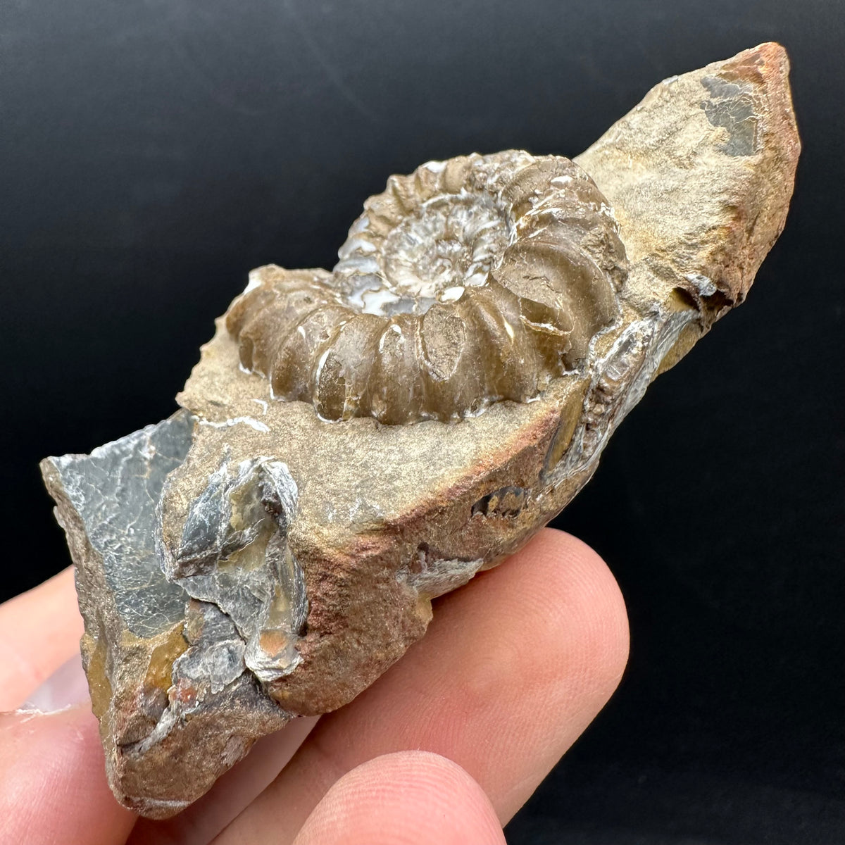 Androgynoceras capricornus Ammonite Fossil With Stand - Whitby, North Yorkshire Jurassic Coast Yorkshire Fossils