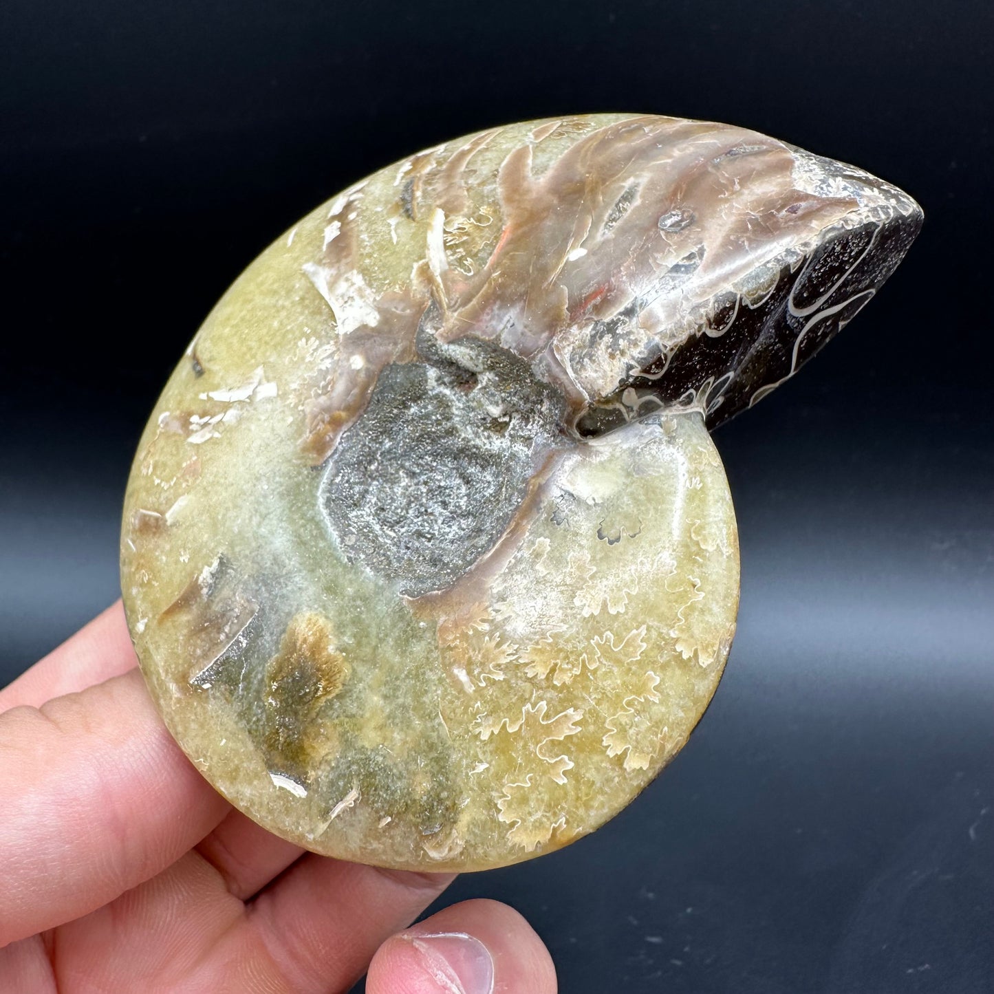 Cleoniceras Ammonite Fossil With Box And Stand - Cretaceous Ammonite Madagascar