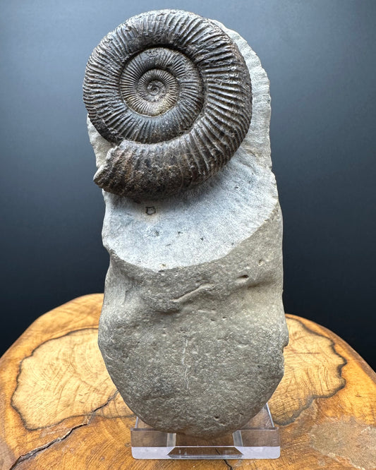 Dactylioceras Ammonite Fossil With box and Stand - Whitby, North Yorkshire Jurassic Coast Yorkshire Fossils