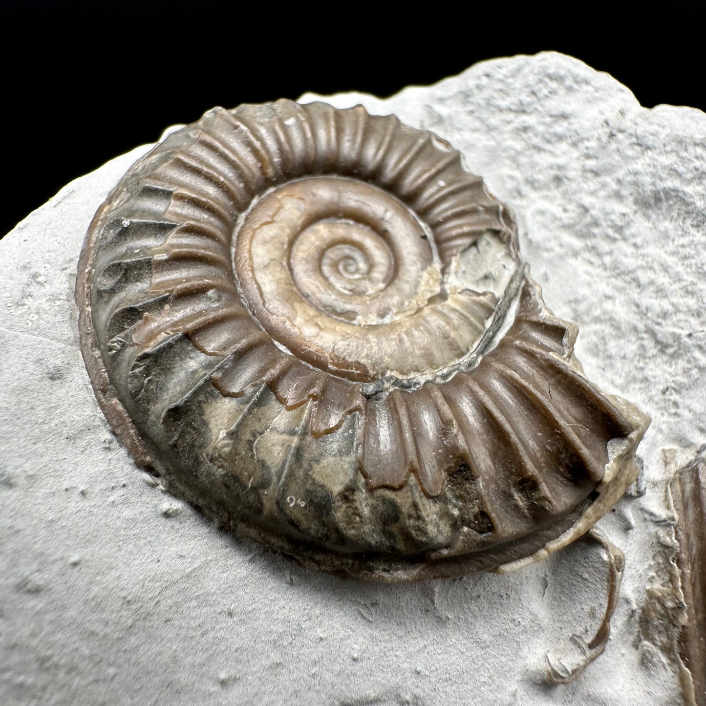 Arnioceras ammonite shell fossil with box and stand - Whitby, North Yorkshire Jurassic Coast Yorkshire Fossils