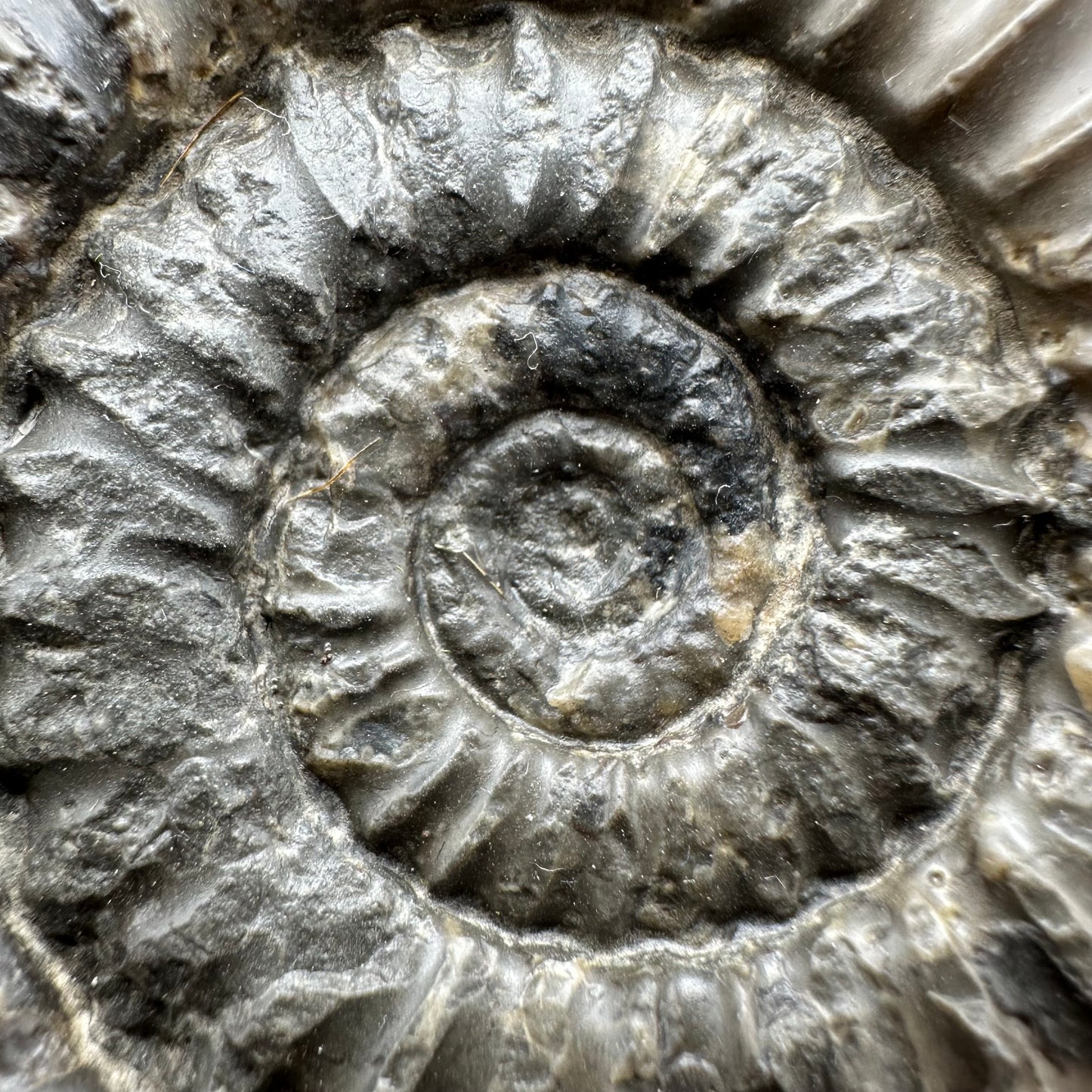 Arnioceras ammonite shell fossil with stand - Whitby, North Yorkshire Jurassic Coast Yorkshire Fossils