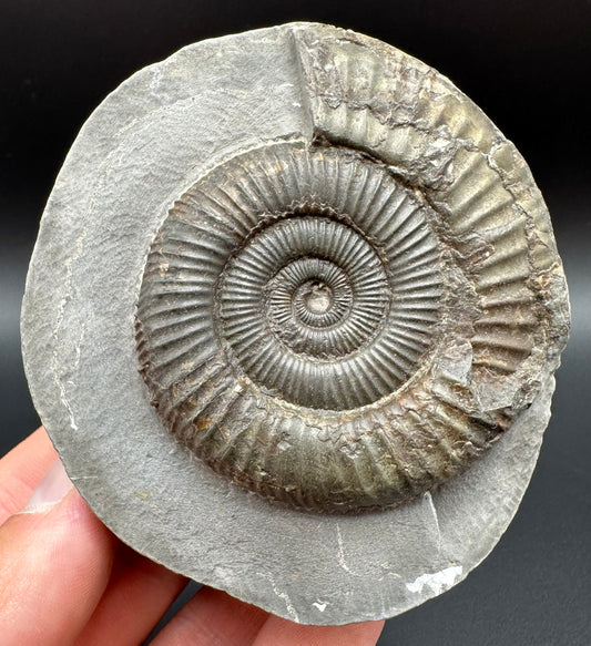 Dactylioceras Ammonite Fossil With Box And Stand - Whitby, North Yorkshire Jurassic Coast Yorkshire Fossils