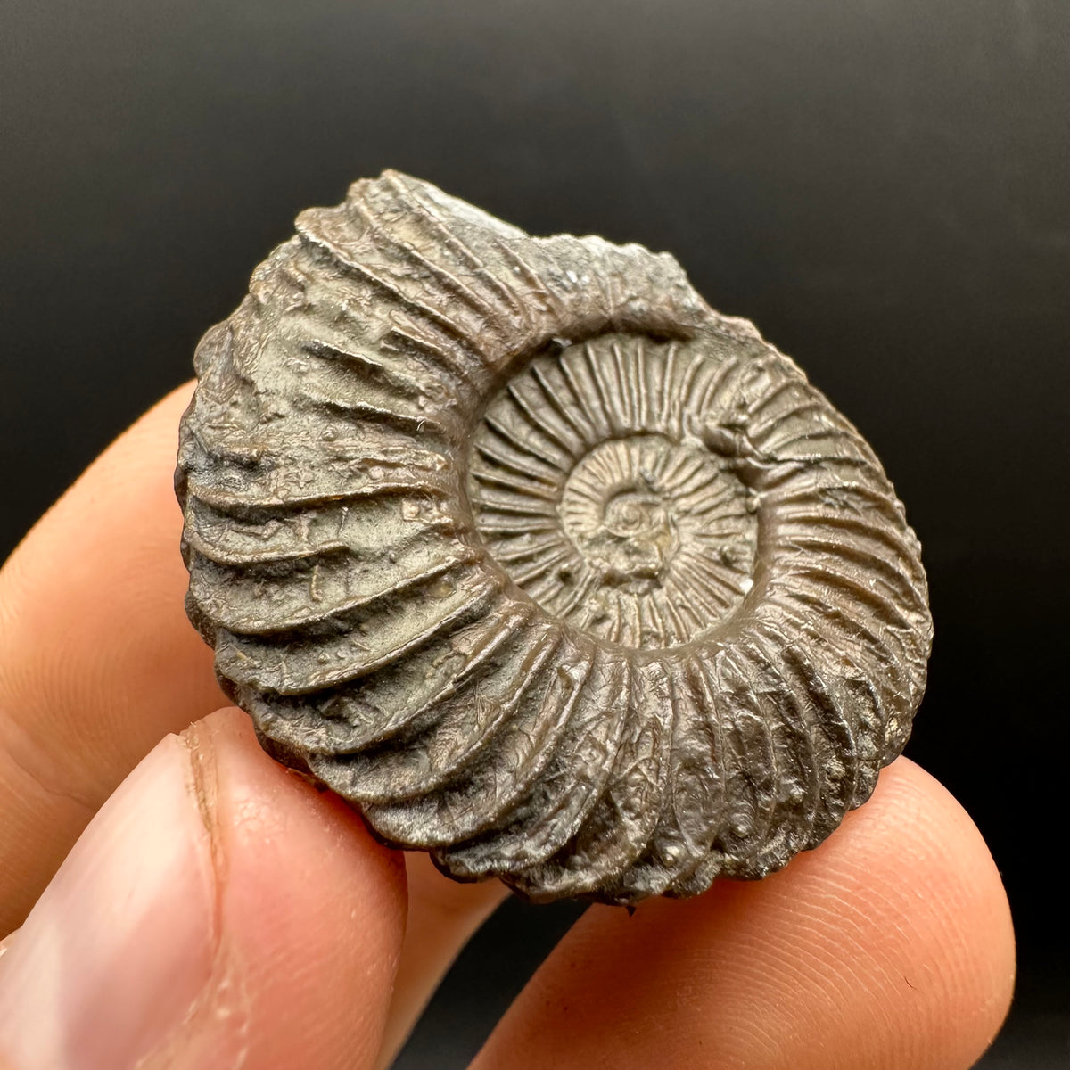 Schlothemia sp. ammonite fossil with box and stand - Whitby, North Yorkshire Jurassic Coast, Yorkshire fossils