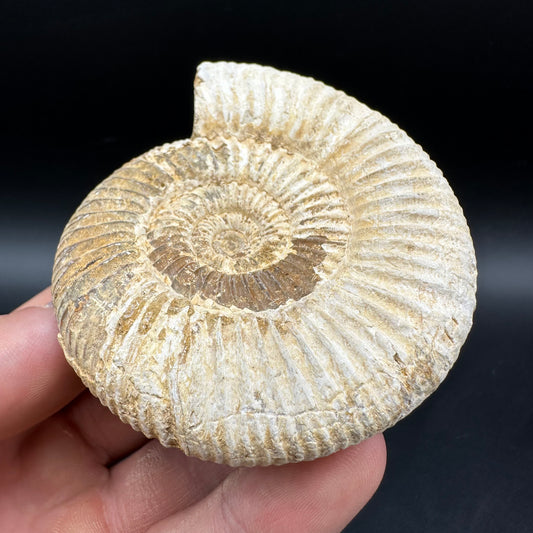 Dichotomosphinctes Ammonite Fossil With Box And Stand - Middle Jurassic Ammonite Madagascar