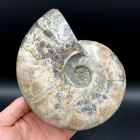 Cleoniceras Ammonite Fossil With Stand - Cretaceous Ammonite Madagascar