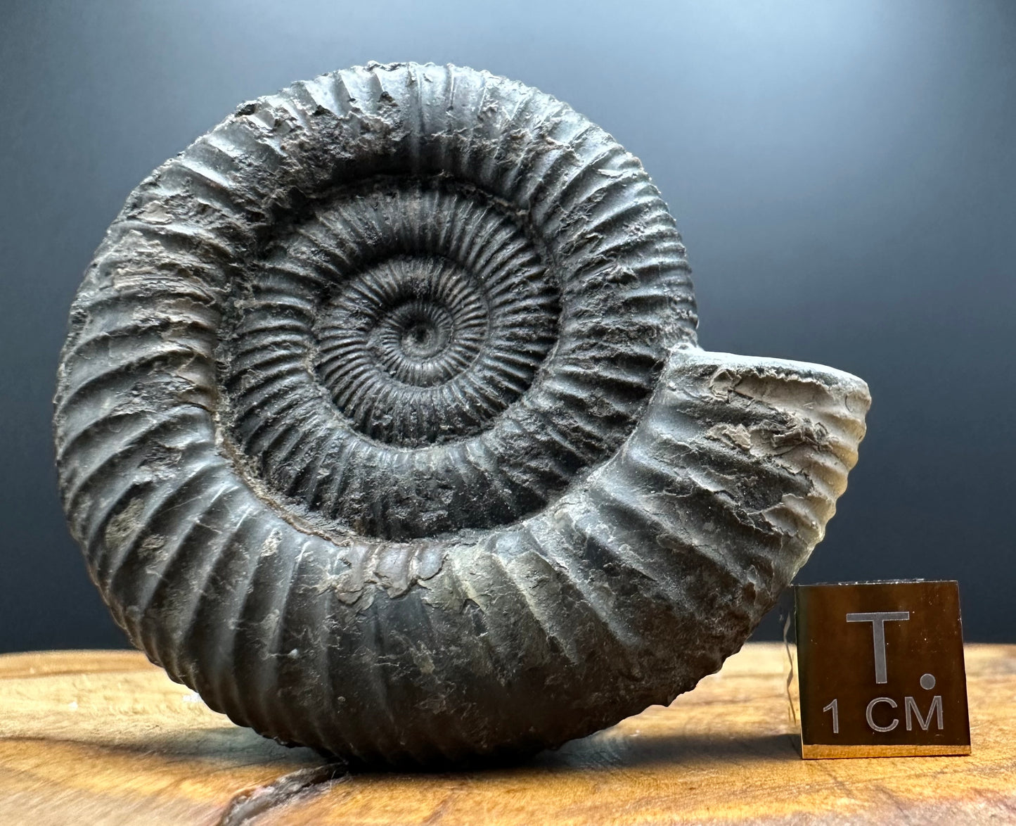 Dactylioceras Ammonite Fossil With box and Stand - Whitby, North Yorkshire Jurassic Coast Yorkshire Fossils
