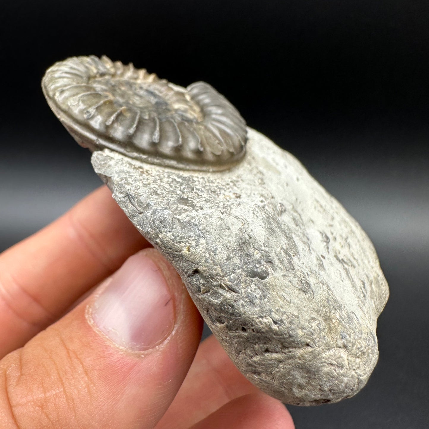Arnioceras ammonite shell fossil with box and stand - Whitby, North Yorkshire Jurassic Coast Yorkshire Fossils