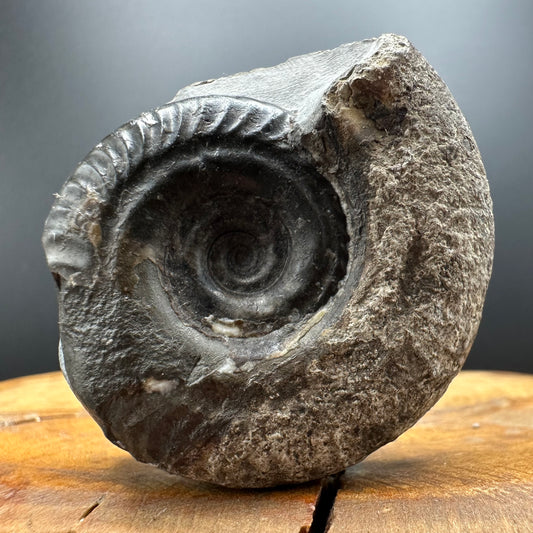 Hildoceras Bifrons Ammonite fossil with box and stand - Whitby, North Yorkshire Jurassic Coast, Yorkshire Fossils from the Jurassic Coast