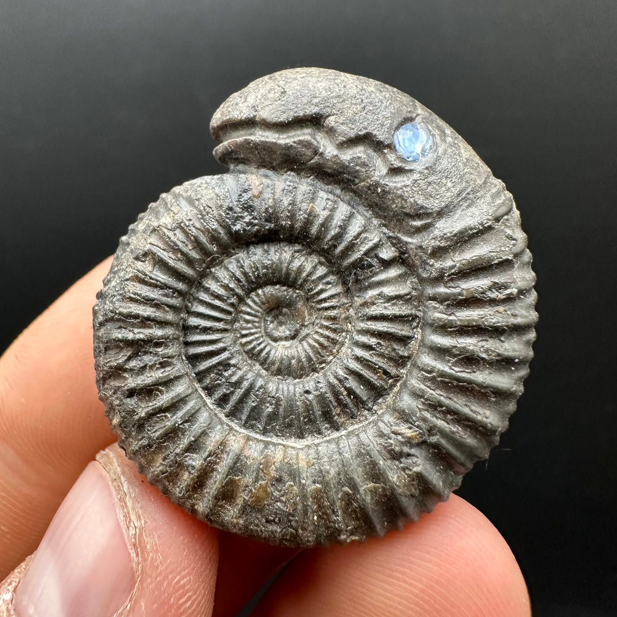 Snakestone Ammonite Fossil With Bag/Box And Stand - Whitby, North Yorkshire Jurassic Coast Yorkshire Fossils