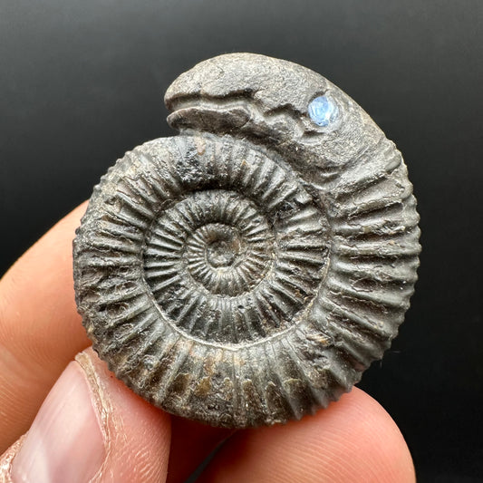 Snakestone Ammonite Fossil With Bag/Box And Stand - Whitby, North Yorkshire Jurassic Coast Yorkshire Fossils