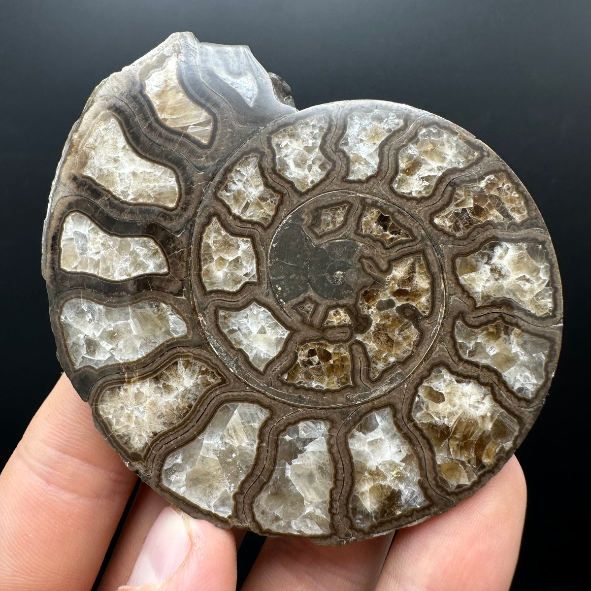 Hildoceras Bifrons Ammonite fossil with stand - Whitby, North Yorkshire Jurassic Coast, Yorkshire Fossils from the Jurassic Coast