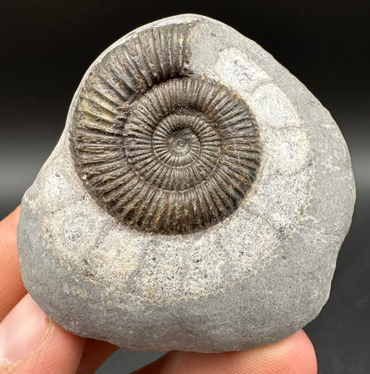 Dactylioceras Ammonite Fossil With Box And Stand - Whitby, North Yorkshire Jurassic Coast Yorkshire Fossils