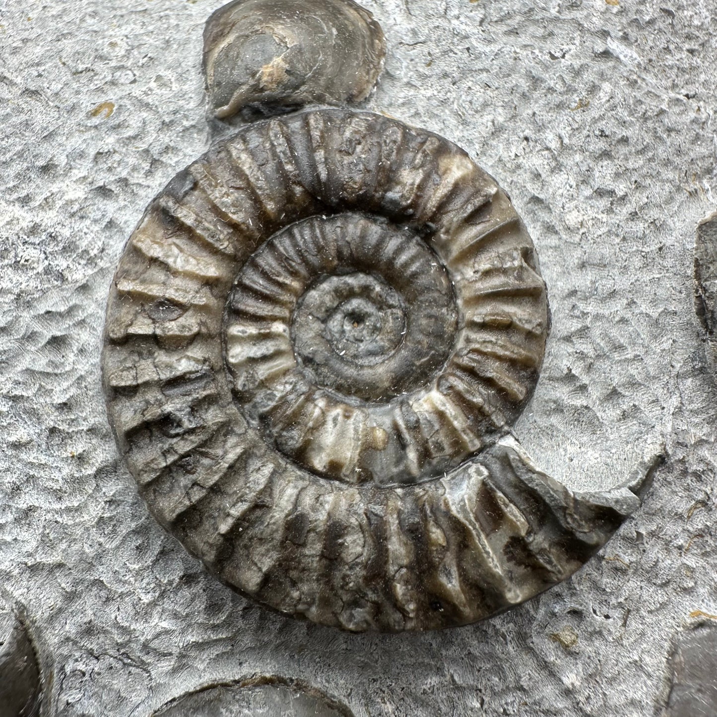 Arnioceras ammonite shell fossil with stand - Whitby, North Yorkshire Jurassic Coast Yorkshire Fossils