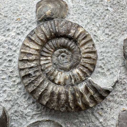 Arnioceras ammonite shell fossil with stand - Whitby, North Yorkshire Jurassic Coast Yorkshire Fossils